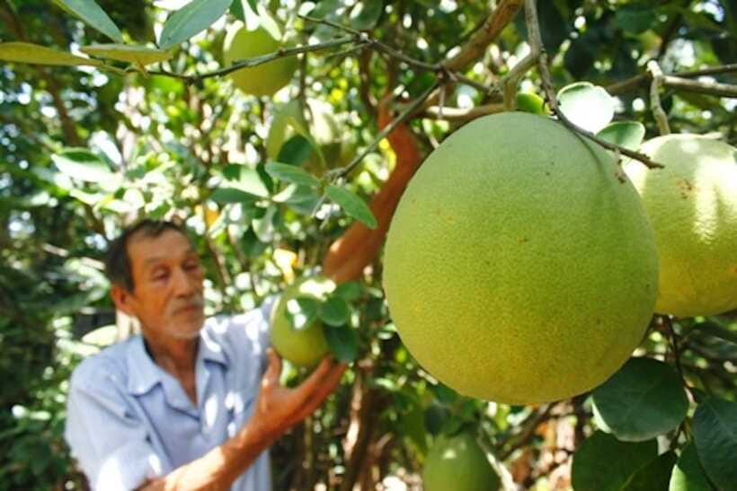 Hue: Half-day Thuy Bieu Village Cycling Adventure - Learning plants and herbs while you ride